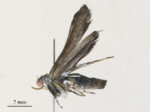  ( - CBG-A30969-G03)  @11 [ ] CreativeCommons - Attribution Share - Alike (2024) CBG Photography Group Centre for Biodiversity Genomics
