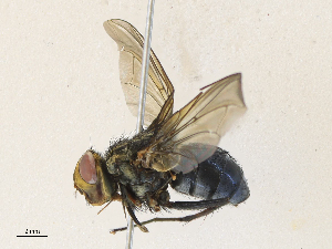  (Ptilodexia Malaise5502 - CBG-A30972-A03)  @11 [ ] CreativeCommons - Attribution Share - Alike (2024) CBG Photography Group Centre for Biodiversity Genomics