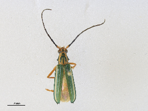  ( - CBG-A30972-F04)  @11 [ ] CreativeCommons - Attribution Share - Alike (2024) CBG Photography Group Centre for Biodiversity Genomics