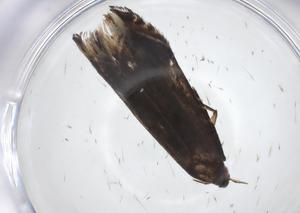  ( - CBG-A31223-D01)  @11 [ ] CreativeCommons - Attribution Share - Alike (2024) Centre for Biodiversity Genomics Centre for Biodiversity Genomics