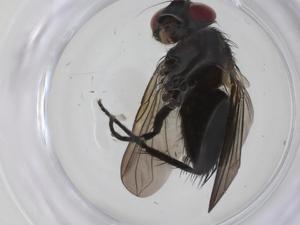  (Lixophaga Malaise5260 - CBG-A32838-A07)  @11 [ ] CreativeCommons - Attribution Share - Alike (2024) Centre for Biodiversity Genomics Centre for Biodiversity Genomics