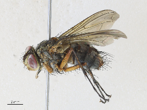  ( - CBG-A33494-F06)  @11 [ ] CreativeCommons - Attribution Share - Alike (2024) CBG Photography Group Centre for Biodiversity Genomics