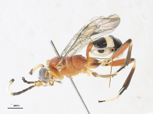  (Trihapsis Malaise2093 - CBG-A33494-F12)  @11 [ ] CreativeCommons - Attribution Share - Alike (2024) CBG Photography Group Centre for Biodiversity Genomics