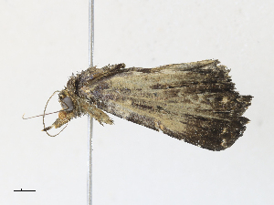  ( - CBG-A33495-B05)  @11 [ ] CreativeCommons - Attribution Share-Alike (2024) CBG Photography Group Centre for Biodiversity Genomics