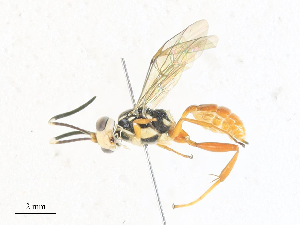  ( - CBG-A33497-H01)  @11 [ ] CreativeCommons - Attribution Share - Alike (2024) CBG Photography Group Centre for Biodiversity Genomics