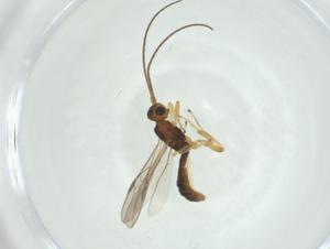  ( - CBG-A33618-C11)  @11 [ ] CreativeCommons - Attribution Share - Alike (2024) Centre for Biodiversity Genomics Centre for Biodiversity Genomics