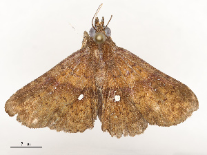  (erebidBioLep7292 - CBG-A65327-C01)  @11 [ ] CreativeCommons - Attribution Share - Alike (2025) CBG Photography Group Centre for Biodiversity Genomics
