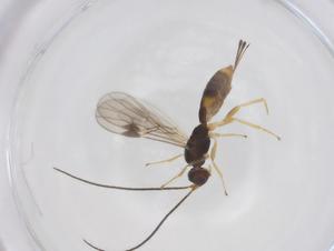  ( - CBG-A66418-D07)  @11 [ ] CreativeCommons - Attribution Share - Alike (2025) Centre for Biodiversity Genomics Centre for Biodiversity Genomics