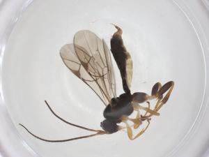  ( - CBG-A66427-A03)  @11 [ ] CreativeCommons - Attribution Share - Alike (2025) Centre for Biodiversity Genomics Centre for Biodiversity Genomics