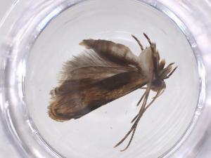  ( - CBG-A66448-G12)  @11 [ ] CreativeCommons - Attribution Share - Alike (2025) Centre for Biodiversity Genomics Centre for Biodiversity Genomics