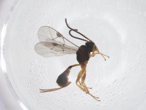  ( - CBG-A67457-G10)  @11 [ ] CreativeCommons - Attribution Share - Alike (2025) Centre for Biodiversity Genomics Centre for Biodiversity Genomics