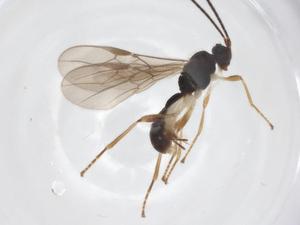  ( - CBG-A67463-C03)  @11 [ ] CreativeCommons - Attribution Share - Alike (2025) Centre for Biodiversity Genomics Centre for Biodiversity Genomics