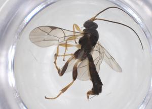  ( - CBG-A67472-G08)  @11 [ ] CreativeCommons - Attribution Share - Alike (2025) Centre for Biodiversity Genomics Centre for Biodiversity Genomics