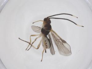  (Bracon Malaise2352 - CBG-A67474-C05)  @11 [ ] CreativeCommons - Attribution Share - Alike (2025) Centre for Biodiversity Genomics Centre for Biodiversity Genomics