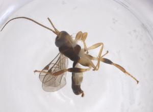  ( - CBG-A67475-A02)  @11 [ ] CreativeCommons - Attribution Share - Alike (2025) Centre for Biodiversity Genomics Centre for Biodiversity Genomics