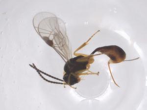  ( - CBG-A67475-E06)  @11 [ ] CreativeCommons - Attribution Share - Alike (2025) Centre for Biodiversity Genomics Centre for Biodiversity Genomics