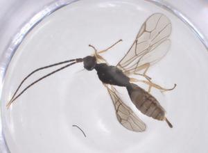  ( - CBG-A67478-E08)  @11 [ ] CreativeCommons - Attribution Share - Alike (2025) Centre for Biodiversity Genomics Centre for Biodiversity Genomics