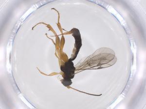  ( - CBG-A67481-C04)  @11 [ ] CreativeCommons - Attribution Share - Alike (2025) Centre for Biodiversity Genomics Centre for Biodiversity Genomics