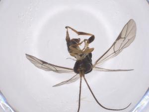  ( - CBG-A67492-E09)  @11 [ ] CreativeCommons - Attribution Share - Alike (2025) Centre for Biodiversity Genomics Centre for Biodiversity Genomics