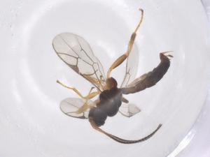  ( - CBG-A67492-G03)  @11 [ ] CreativeCommons - Attribution Share - Alike (2025) Centre for Biodiversity Genomics Centre for Biodiversity Genomics