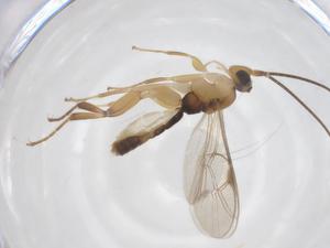  ( - CBG-A67496-G10)  @11 [ ] CreativeCommons - Attribution Share - Alike (2025) Centre for Biodiversity Genomics Centre for Biodiversity Genomics