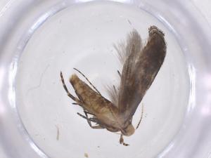  (gelMalaise01 Malaise4232 - CBG-A67498-C04)  @11 [ ] CreativeCommons - Attribution Share - Alike (2025) Centre for Biodiversity Genomics Centre for Biodiversity Genomics