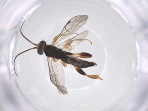  ( - CBG-A67509-E12)  @11 [ ] CreativeCommons - Attribution Share - Alike (2025) Centre for Biodiversity Genomics Centre for Biodiversity Genomics