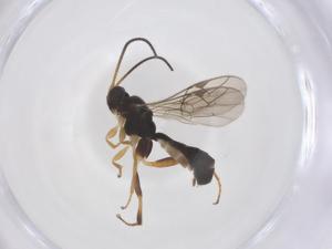  ( - CBG-A67514-C02)  @11 [ ] CreativeCommons - Attribution Share - Alike (2025) Centre for Biodiversity Genomics Centre for Biodiversity Genomics