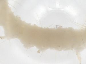  ( - CBG-A67524-B08)  @11 [ ] CreativeCommons - Attribution Share - Alike (2025) Centre for Biodiversity Genomics Centre for Biodiversity Genomics