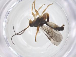  ( - CBG-A67526-A08)  @11 [ ] CreativeCommons - Attribution Share - Alike (2025) Centre for Biodiversity Genomics Centre for Biodiversity Genomics