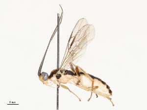  (Aleiodes shakirae - CBG-A67895-A11)  @11 [ ] CreativeCommons - Attribution Share - Alike (2025) CBG Photography Group Centre for Biodiversity Genomics