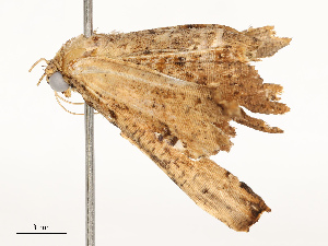  ( - CBG-A67895-G11)  @11 [ ] CreativeCommons - Attribution Share - Alike (2025) CBG Photography Group Centre for Biodiversity Genomics