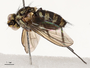  ( - CBG-A67896-A05)  @11 [ ] CreativeCommons - Attribution Share - Alike (2025) CBG Photography Group Centre for Biodiversity Genomics