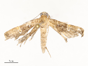  (Hypena Malaise4008 - CBG-A67896-B01)  @11 [ ] CreativeCommons - Attribution Share - Alike (2025) CBG Photography Group Centre for Biodiversity Genomics