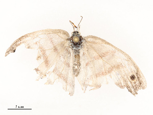  ( - CBG-A67896-C05)  @11 [ ] CreativeCommons - Attribution Share - Alike (2025) CBG Photography Group Centre for Biodiversity Genomics