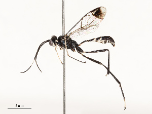  (cryptJanzen01 Malaise1912 - CBG-A67896-G05)  @11 [ ] CreativeCommons - Attribution Share - Alike (2025) CBG Photography Group Centre for Biodiversity Genomics