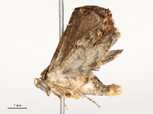  ( - CBG-A67897-A08)  @11 [ ] CreativeCommons - Attribution Share - Alike (2025) CBG Photography Group Centre for Biodiversity Genomics