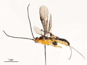  ( - CBG-A67898-C01)  @11 [ ] CreativeCommons - Attribution Share - Alike (2025) CBG Photography Group Centre for Biodiversity Genomics