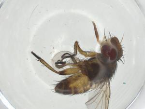  (Siphona Janzen1315 - CBG-A34753-E07)  @11 [ ] CreativeCommons - Attribution Share - Alike (2024) Centre for Biodiversity Genomics Centre for Biodiversity Genomics