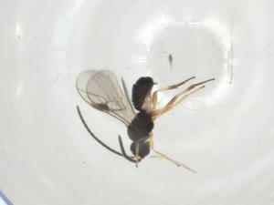  (Pseudognaptodon Malaise3005 - CBG-A34761-F11)  @11 [ ] CreativeCommons - Attribution Share - Alike (2024) Centre for Biodiversity Genomics Centre for Biodiversity Genomics