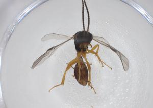  ( - CBG-A34765-C08)  @11 [ ] CreativeCommons - Attribution Share - Alike (2024) Centre for Biodiversity Genomics Centre for Biodiversity Genomics