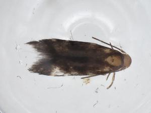  ( - CBG-A34765-F12)  @11 [ ] CreativeCommons - Attribution Share - Alike (2024) Centre for Biodiversity Genomics Centre for Biodiversity Genomics