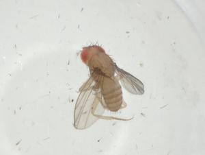  (Drosophila paulistorum - CBG-A34777-B02)  @11 [ ] CreativeCommons - Attribution Share - Alike (2024) Centre for Biodiversity Genomics Centre for Biodiversity Genomics