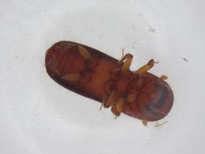  ( - CBG-A34780-C06)  @11 [ ] CreativeCommons - Attribution Share - Alike (2024) Centre for Biodiversity Genomics Centre for Biodiversity Genomics