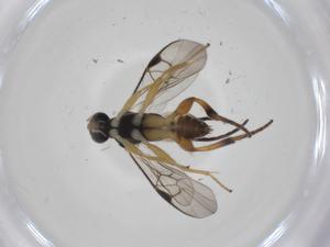  ( - CBG-A36214-C03)  @11 [ ] CreativeCommons - Attribution Share - Alike (2024) Centre for Biodiversity Genomics Centre for Biodiversity Genomics