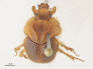  ( - CBG-A36771-G10)  @11 [ ] CreativeCommons - Attribution Share - Alike (2024) CBG Photography Group Centre for Biodiversity Genomics