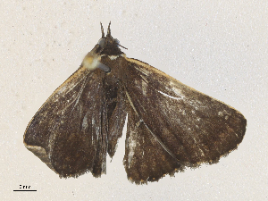  ( - CBG-A36773-H02)  @11 [ ] CreativeCommons - Attribution Share - Alike (2024) CBG Photography Group Centre for Biodiversity Genomics