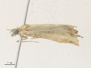  (Hypena Malaise7583 - CBG-A36775-A07)  @11 [ ] CreativeCommons - Attribution Share - Alike (2024) CBG Photography Group Centre for Biodiversity Genomics