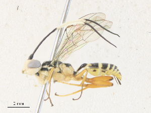  (ichMalaise01 Malaise9577 - CBG-A36776-C03)  @11 [ ] CreativeCommons - Attribution Share - Alike (2024) CBG Photography Group Centre for Biodiversity Genomics