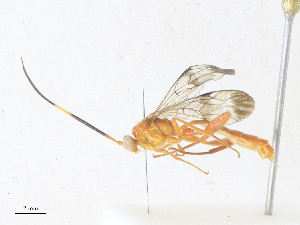  ( - CBG-A36776-F09)  @11 [ ] CreativeCommons - Attribution Share - Alike (2024) CBG Photography Group Centre for Biodiversity Genomics